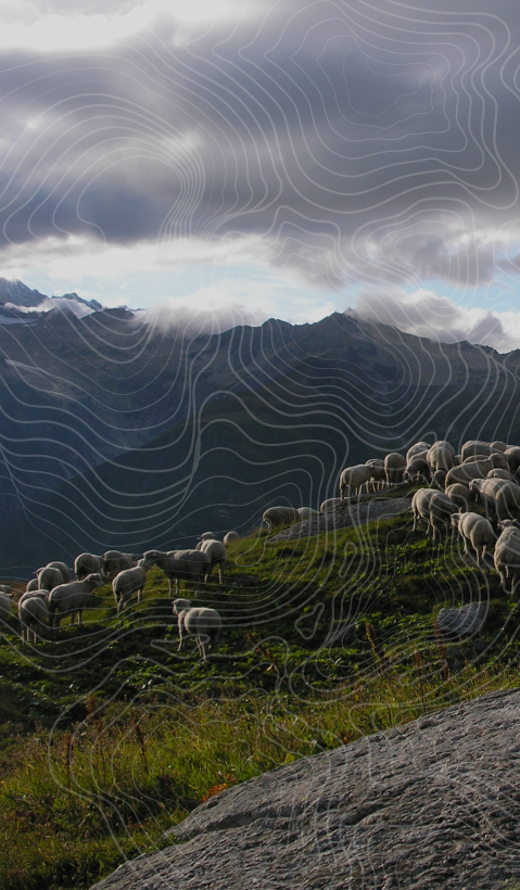 A white livestock guarding dog stands majestically on a rock, overlooking a mountain landscape with a flock of sheep in the background.  Topographical lines were drawn over the image. 
