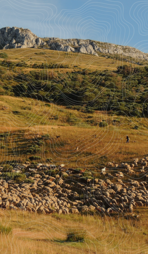 A shepherd is walking through a beautiful mountain pasture with a large flock of sheep. Topographical lines were drawn over the image. 