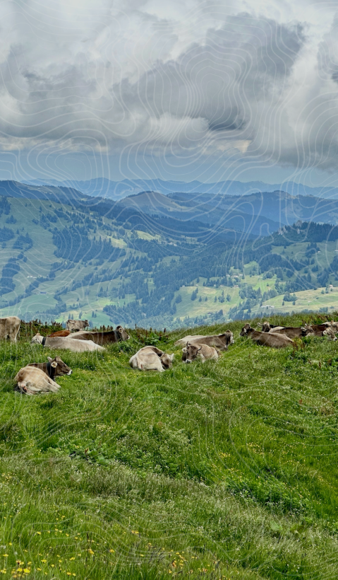 A group of cattle is seen lying in a pasture with a hilly landscape in the background. Topographical lines were drawn over the image. 
