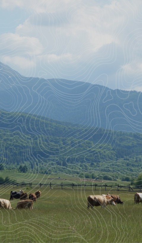 A herd of cows can be seen grazing in a pasture with beautiful mountains in the background. Topographical lines were drawn over the image. 