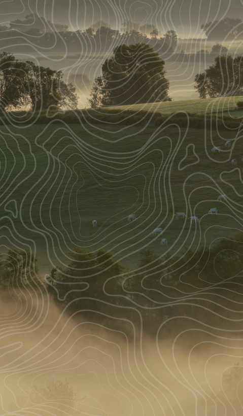 A herd of cows can be seen in the distance in a hilly and misty landscape. Topographical lines were drawn over the image.  
