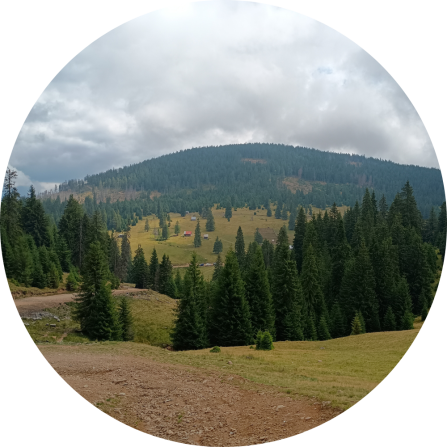Beautiful forested mountain area. 