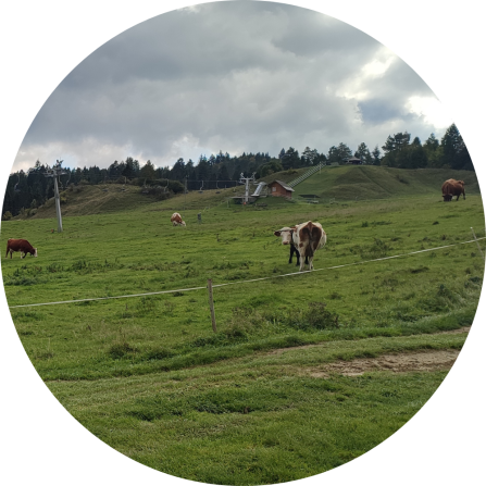 Cattle on a pasture. 