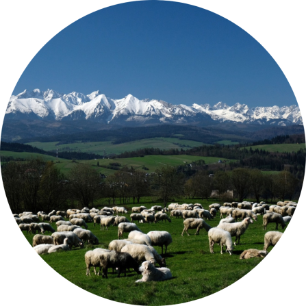 Cattle and livestock guarding dog on a pasture with beautiful white mountains in the background. 