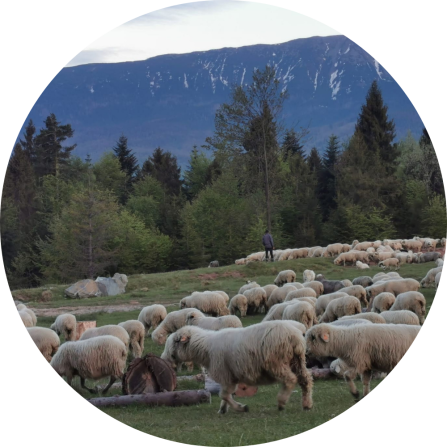 Sheep on a pasture with impressive mountains in the background. 