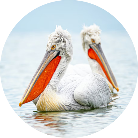 Two dalmatian pelicans. 
