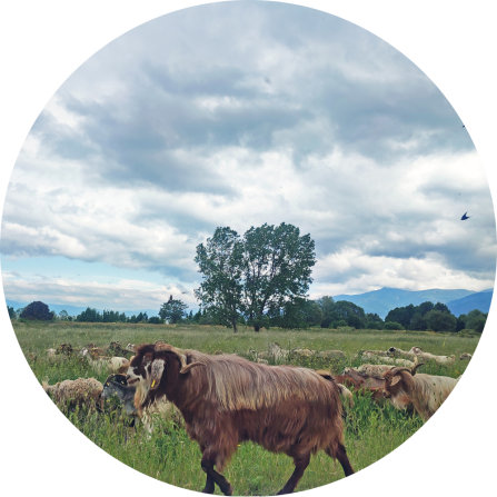 A mixed flock of sheep and goat grazing on the meadow pastures of Prespa (May 2025; Photo credit: Maria Psaralexi).