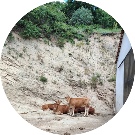Calf resting in the outdoor fenced area of a cattle farm. Many livestock breeders choose to keep young animals in securely enclosed spaces during their early months, as this practice significantly reduces the risk of predation by large carnivores (June 2025; Photo credit: Evangelos Theodosiadis).
