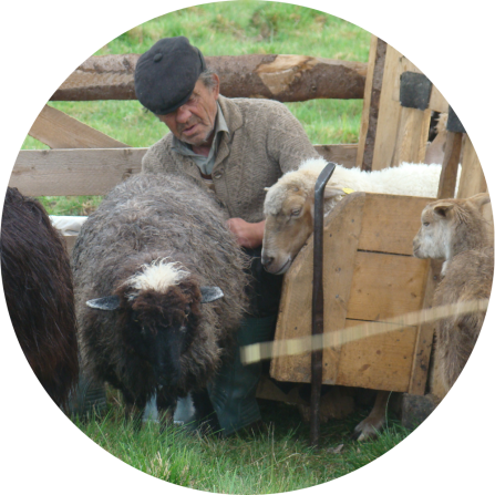Old shepherd during sheep/goat milking.