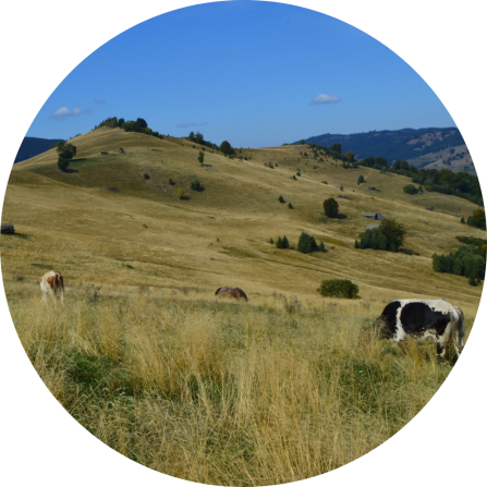 Cattle on a gently curved mountain pasture. 