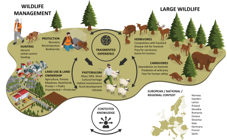 Showing a complex infographic of the CoCo framework. Pastoralism is in the centre with the diversity of services it  provides. CoCo explores the interactions that it has with the changing nature of wildlife management, the diverse and everchanging  landscape and landusers and  the wildlife (large carnivores and large herbivores) that share this landscape. These complex interactions are investigated in 12 European countries. The fragmentation and contested nature of knowledge is one of the major obstacles.