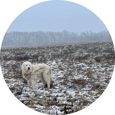 A white livestock guarding dog is standing on a snowy pasture in winter.