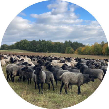 A flock of grey sheep on a pasture in Brandenburg. 