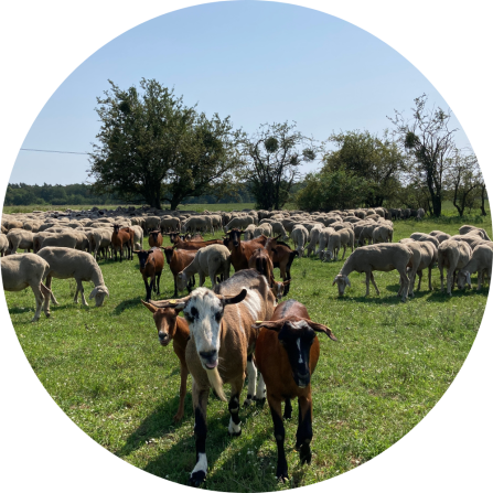 A small group of goats is walking towards the camera. A flock of sheep is seen in the background.
