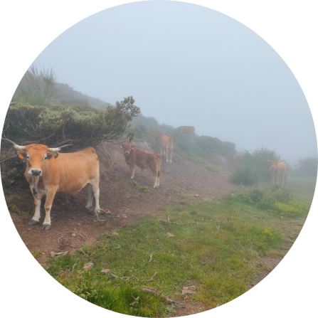 Cattle on high-altitude pastures in Montaña Palentina, illustrating the extensive cattle grazing systems of the Cantabrian Mountains.