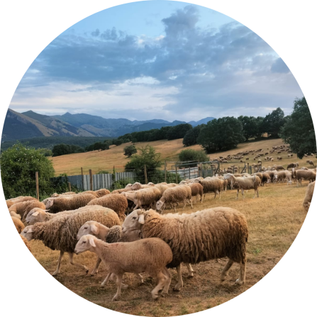 Sheep grazing on mountain pastures in Montaña Palentina, part of the traditional transhumant livestock systems of the Cantabrian Mountains.