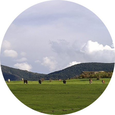 Extensive cattle grazing on valley pastures in El Espinar, at the foothills of the Sierra de Guadarrama. The landscape combines open grasslands with surrounding woodlands, reflecting the mosaic of traditional livestock farming and natural habitats. 
