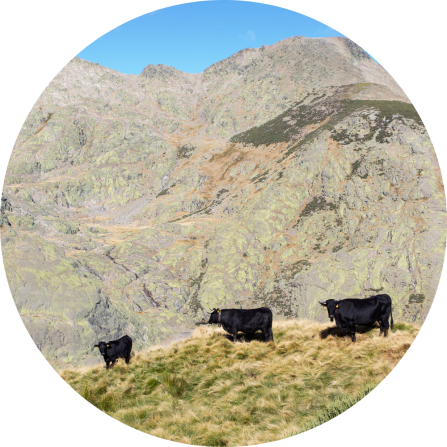 Extensive grazing of Avileña-Negra Ibérica cattle in the high-mountain pasturelands of the Sierra de Gredos (Ávila, Spain), exemplifying traditional low-intensity livestock systems in the region.