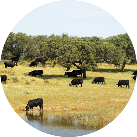 Extensive grazing of black Avileña-Negra Ibérica cattle at a little pond. 