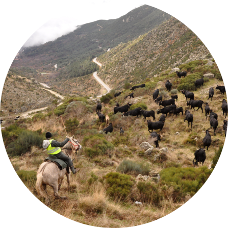 Shepherd on horseback guiding Avileña-Negra Ibérica cattle during transhumance through the Puerto del Pico mountain pass (Ávila, Spain), exemplifying traditional pastoralism in highland environment.
