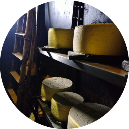 Gamon&eacute;u del Puertu cheeses undergoing the smoking process, in a traditional cheese dairies located in alpine pastures. The process is a key step that gives the cheese its distinctive flavor and preservation qualities. 
