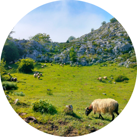 A flock of sheep is grazing on a green mountain pasture. 