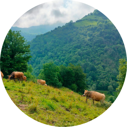A group of cattle walking up a green mountain. 