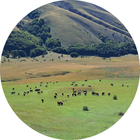 Extensive grazing area with cattle near Passo Godi between the Sagittario and Alto  Sangro Valleys.
