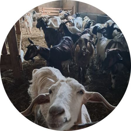 A group of goats in a shelter. One is looking directly into the camera. 