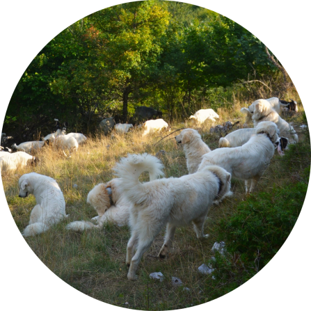 A group of white livestock guarding dogs are sitting in a pasture. A flock of sheep is grazing in the background.
