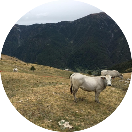 Typical breed reared in the Province of Cuneo: Piemontese