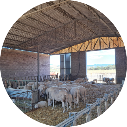 A day shelter with a flock of sheep inside. These are common in the area during to avoid higher temperatures and prevent predation in summer.