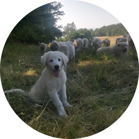 A white livestock guarding dog puppy is sitting in the grass. In the back an adult livestock guarding dog is laying in the grass. Behind a flock of sheep is grazing. 
