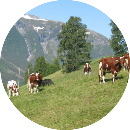 A group of cattle on a green pasture with a beautiful, snowy mountain in the background. 