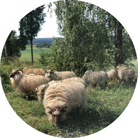 A flock of sheep is grazing on a green pasture in Akershus. 