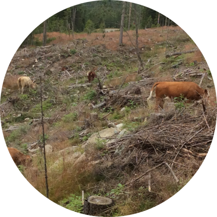 Free-range beef cattle grazing on a recently logged area in Eidsvoll, the northernmost part of the study region, where this practice remains common. These clear-cut sites, created by modern forestry, are typically dominated by light-demanding grasses that thrive among scattered piles of logging waste.