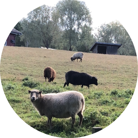 Four sheep on a pasture in front of sheds. 