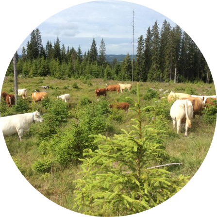 A herd of cattle are grazing in a forested pasture. 