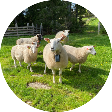 5 sheep on a green and fenced pasture. 
