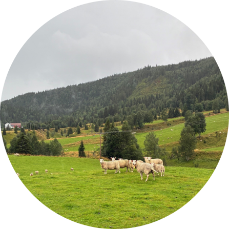 A flock of sheep on a green pasture. In the background more pastures dotted with trees here and there are shown. Behind them a coniferous forest is growing.