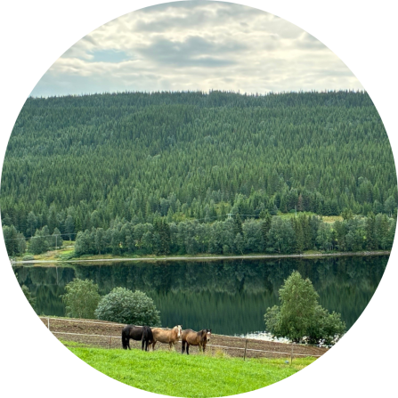 Three horses are standing behind a fence on a pasture. The background shows a beautiful lake and a coniferous forest.