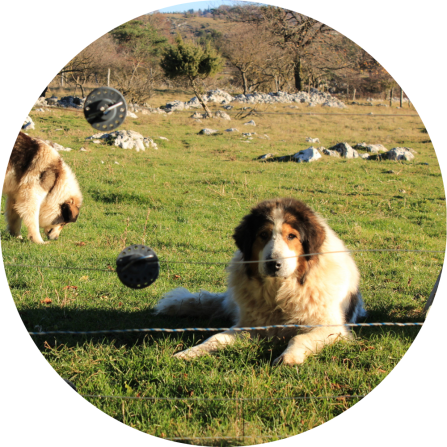Two livestock guarding dogs behind an electric fence. 