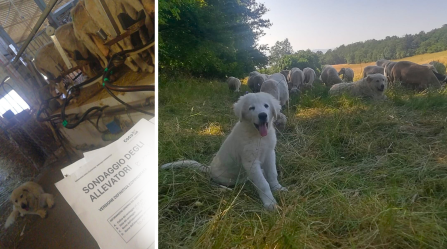Two cute livestock guarding dogs and a flock of sheep in a pasture.