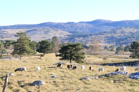 A flock of sheep is grazing on a pasture with beautiful mountains in the background. 