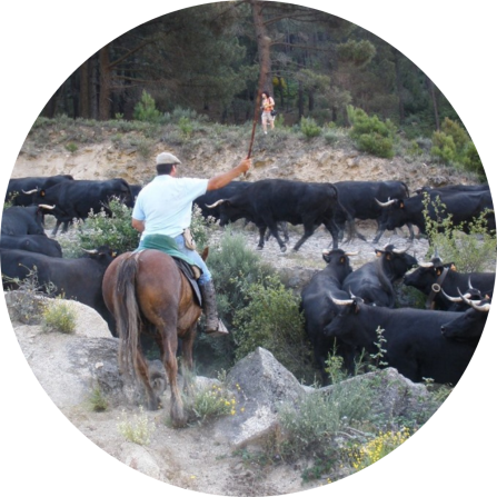 Shepherd on horseback guiding Avileña-Negra Ibérica cattle during transhumance through the Puerto del Pico mountain pass (Ávila, Spain), exemplifying traditional pastoralism in highland environments.