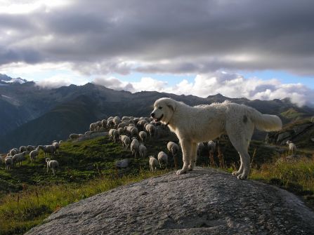 A white livestock guarding dog stands majestically on a rock, overlooking a mountain landscape with a flock of sheep in the background. 