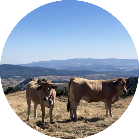 Two cows on a hill with beautiful mountains in the background. 