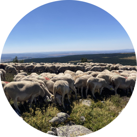 A flock of sheep on a mountain pasture. 