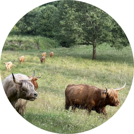 Scottish highland cattle is valued for their defence abilities against wolf attacks. Beef cattle like this breed is often grazed outdoors all-year-round.