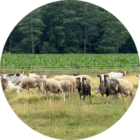 Flock of sheep. 
